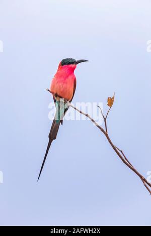 Südliche carmine Bee-eater thront auf Zweig, Moremi Game Reserve, Okavango Delta, Botswana, Afrika Stockfoto