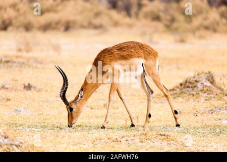 Männlicher Impala, der Gras isst in Savanne, Moremi Wildreservat, Okavango Delta, Botsuana, Südafrika, Afrika Stockfoto