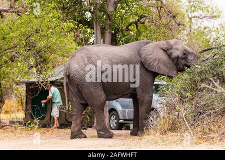 Elefant besucht Campingplatz, isst grüne Blätter, auf der '3. Bridge', Moremi Wildreservat, Okavango Delta, Botsuana, Südafrika, Afrika Stockfoto