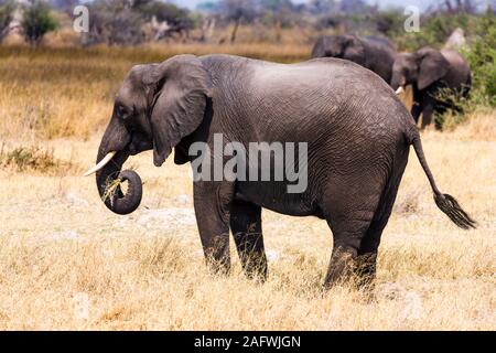 Elefanten fressen Gras, Moremi Wildreservat, Okavango Delta, Botswana, Südafrika, Südliches Afrika, Afrika Stockfoto