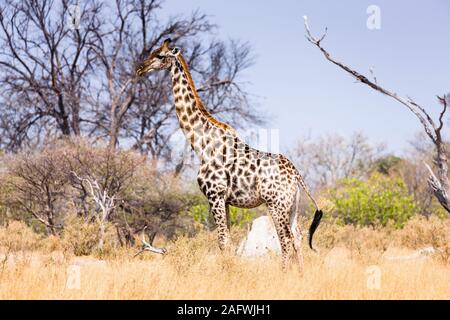 Giraffe in Savanne, Moremi Wildreservat, Okavango Delta, Botsuana, Südafrika, Afrika Stockfoto