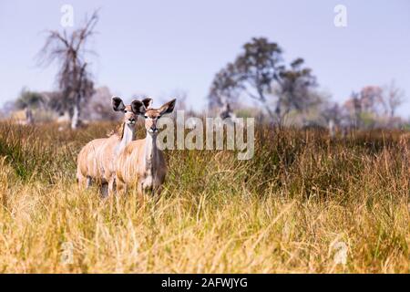 Weiblicher Kudus-Aussichtspunkt in Savannah, Moremi Wildreservat, Okavango Delta, Botsuana, Südafrika, Afrika Stockfoto