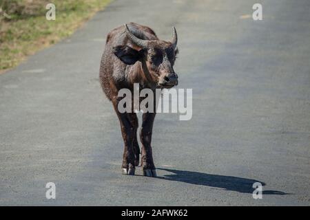 Junge Büffel Kalb auf der Suche verloren, (Syncerus caffer Caffer) Stockfoto