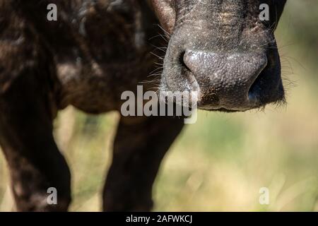Behaarte Nase der Kaffernbüffel (Syncerus caffer Caffer) Stockfoto