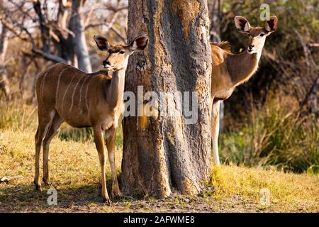 Weiblicher Kudus-Aussichtspunkt von Big Tree, Moremi Wildreservat, Okavango Delta, Botsuana, Südafrika, Afrika Stockfoto