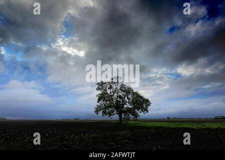 Sturm über eine Eiche in der Nähe von Ramsey town, Flussauen, Cambridgeshire, England, Großbritannien Stockfoto