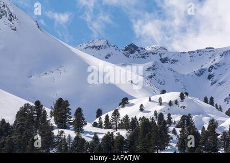 Blick über eine Schweizer Kiefer Pinus cembra Wald und Berge in den österreichischen Alpen. Kaunertal, Tirol. Stockfoto