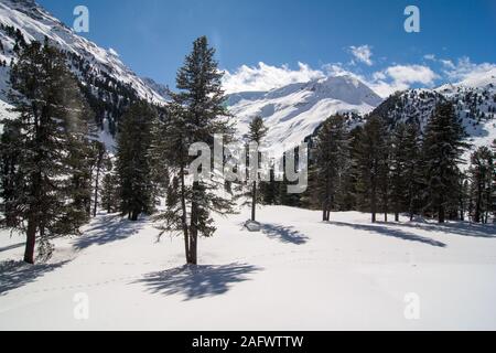 Mountain Pine (Pinus cembra) Wald im Kaunertal, Tirol in den österreichischen Alpen. Stockfoto