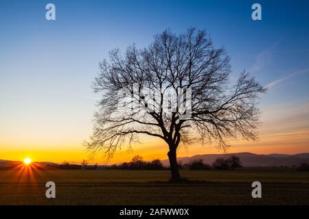 Einsamer Baum auf dem leeren Feld im Herbst bei Sonnenuntergang. Herbst landascape. Stockfoto