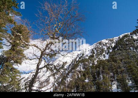 Blick über eine Schweizer Kiefer Pinus cembra Wald und Berge in den österreichischen Alpen. Kaunertal, Tirol. Stockfoto