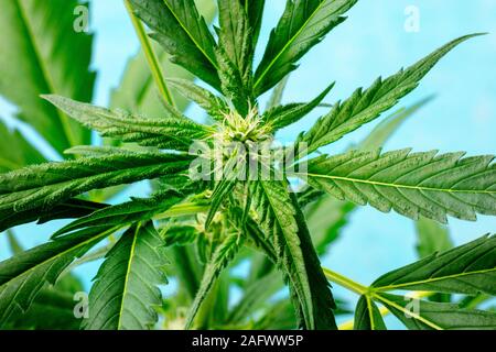 Cannabispflanze mit lebendigen Blätter, weiße Narben und trichome, wachsende Marihuana zu Hause Stockfoto