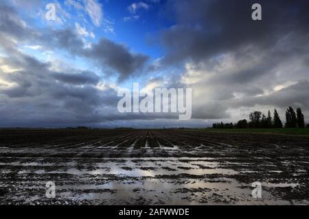 Sturm über schwarzer Erde Felder in der Nähe von Ramsey town, Flussauen, Cambridgeshire, England, Großbritannien Stockfoto