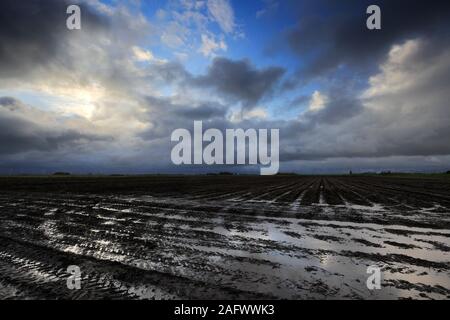 Sturm über schwarzer Erde Felder in der Nähe von Ramsey town, Flussauen, Cambridgeshire, England, Großbritannien Stockfoto