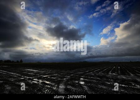 Sturm über schwarzer Erde Felder in der Nähe von Ramsey town, Flussauen, Cambridgeshire, England, Großbritannien Stockfoto