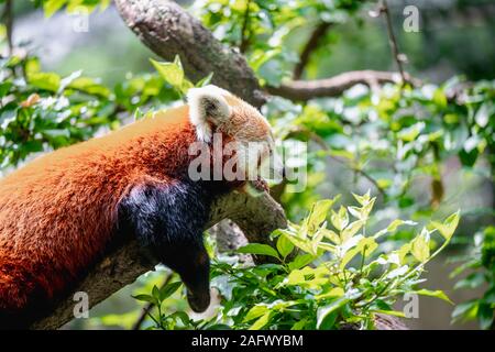 Nahaufnahme selektive Fokus Aufnahme eines niedlichen roten Panda hängen Draußen in der Mitte des Waldes Stockfoto