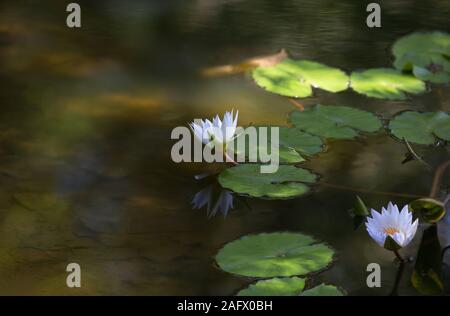 Nahaufnahme der heiligen Lotusblumen auf einem See mit grünen Reflexen Auf ihm unter Sonnenlicht Stockfoto