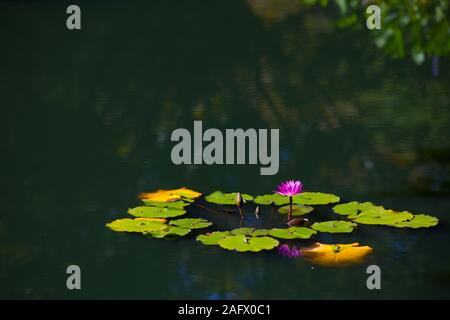 Nahaufnahme der heiligen Lotusblumen auf einem See mit grünen Reflexen Auf ihm unter Sonnenlicht Stockfoto