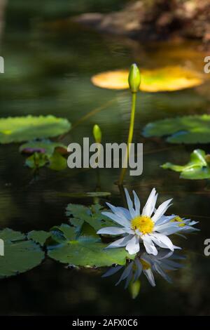 Nahaufnahme eines weißen heiligen Lotus auf einem See unter Sonnenlicht mit verschwommenem Hintergrund Stockfoto