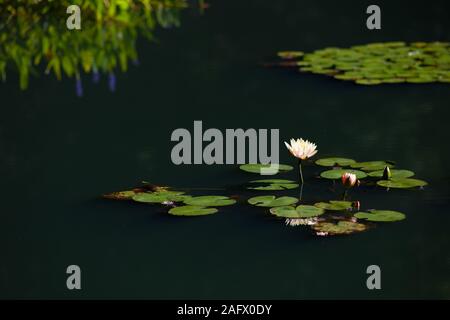 Nahaufnahme der heiligen Lotusblumen auf einem See mit grünen Reflexen Auf ihm unter Sonnenlicht Stockfoto