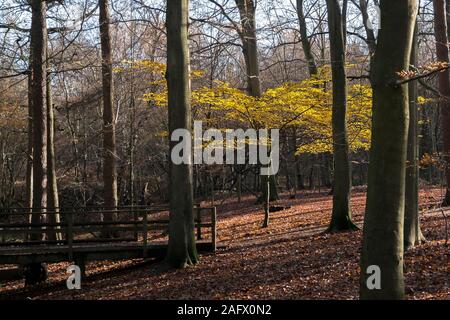 Eine junge Buche Fagus sylvatica mit goldgelben Blätter mit Hintergrundbeleuchtung durch späte herbstlichen Sonnenlicht in Thorndon Park North in Brentwood, Essex, an. Stockfoto