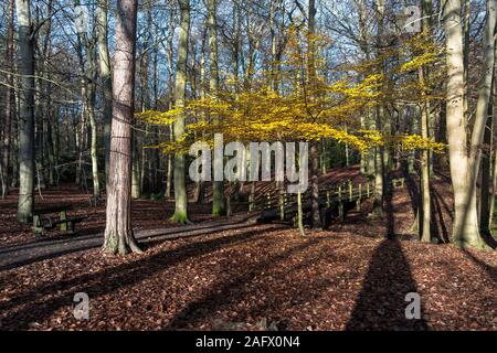 Eine junge Buche Fagus sylvatica mit goldgelben Blätter mit Hintergrundbeleuchtung durch späte herbstlichen Sonnenlicht in Thorndon Park North in Brentwood, Essex, an. Stockfoto