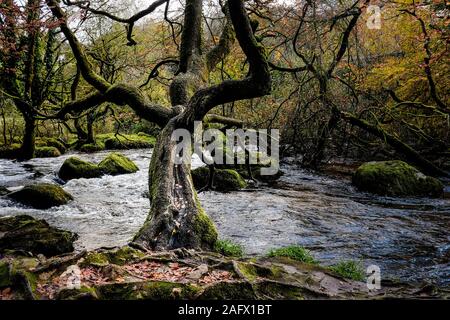 Die River Fowey fließt durch ein herbstliches alten Wald in Cornwall Draynes. Stockfoto