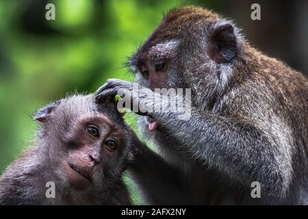 Makaken im Ubud Monkey Forest, Bali, Indonesien Stockfoto