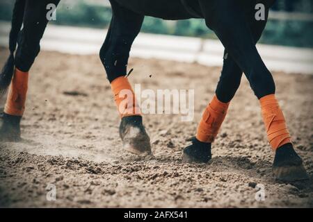 Die Beine des schwarzen Pony sind mit orange Wicklungen gebunden, und der Schwanz ist in einem Zopf geflochten. Pony läuft über die sandige Arena, Hufe bis du Kicking Stockfoto