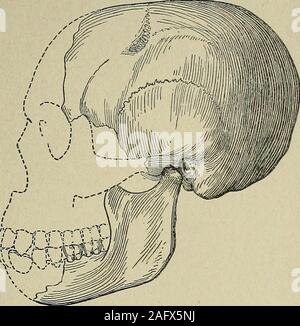 . Die Zeitschrift der Geologischen Gesellschaft in London. Vol.69.] Der menschliche Schädel, etc. von PILTDOAVN. 141 Abb. 9.-Outline (linke Seitenansicht) Der sJcull und mandibleof Eoanthropus dawsoni, mit den Knochen des Gesichts und der thesymphysis des Unterkiefers im gepunkteten Umriss. Q-Nat. Größe.). Abb. 10.- Outline (links laterale Ansicht) des menschlichen sJmll und mandiblefrom La Chapelle-aux-Saints, nach M. Boule. (1 Nat. Größe.) Stockfoto