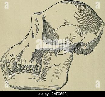 . Die Zeitschrift der Geologischen Gesellschaft in London. Vol.69.] Der menschliche Schädel, etc. von PILTDOAVN. 141 Abb. 9.-Outline (linke Seitenansicht) Der sJcull und mandibleof Eoanthropus dawsoni, mit den Knochen des Gesichts und der thesymphysis des Unterkiefers im gepunkteten Umriss. Q-Nat. Größe.) Stockfoto