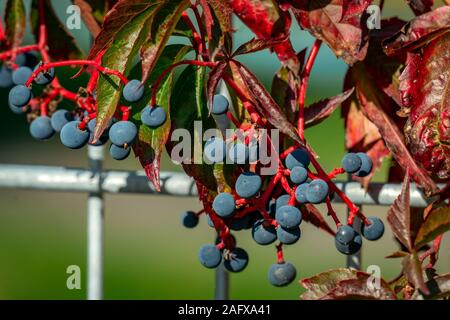 In der Nähe von blauen Beeren der Traube woodbine mit roten Stielen im hellen Sonnenschein im Herbst Stockfoto