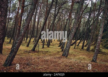 Pinienwald mit gelben Wiese in Smiltyne, Litauen Stockfoto