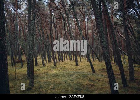 Pinienwald mit gelben Wiese in Smiltyne, Litauen Stockfoto