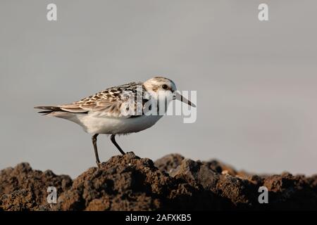 Sanderling (Calidris alba) zu Fuß über Lava im Biosphärenreservat, Salinen von Fuencaliente, La Palma, Kanaren, Spanien, Wildlife, Europa. Stockfoto