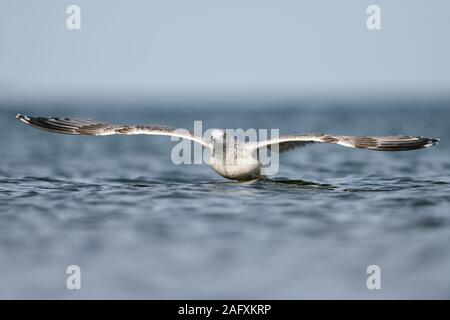 Europäische Silbermöwe (Larus argentatus) weg vom Wasser, Ostsee, starten, im Flug, Fliegen, frontal geschossen, Wildlife, Europa. Stockfoto