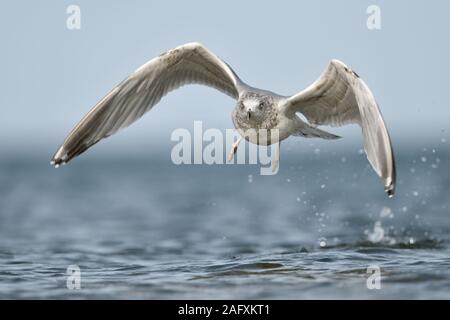 Europäische Silbermöwe (Larus argentatus) weg vom Wasser, Ostsee, starten, im Flug, Fliegen, frontal geschossen, Wildlife, Europa. Stockfoto