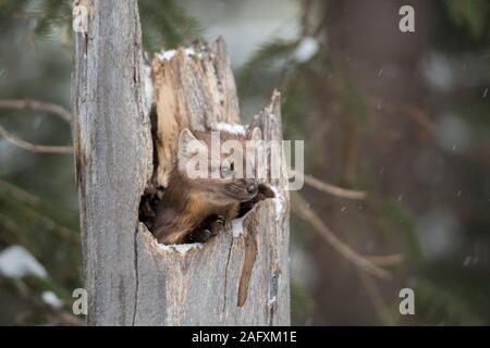 Amerikanische Baummarder (Martes americana) im Winter, in einem hohlen Baum versteckt und beobachtete neugierig, süß aussieht, Yellowstone, USA. Stockfoto