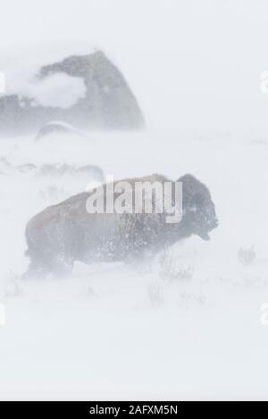 American Bison / Amerikanischer Bison (Bison Bison) in einem Schneesturm, harten Winterwetter, ein Spaziergang durch weht Schnee, Yellowstone NP, Wyoming, USA. Stockfoto