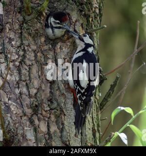 Größer/Buntspecht (Dendrocopos major) Fütterung junges Küken im Nest Loch, Wildlife, Europa. Stockfoto