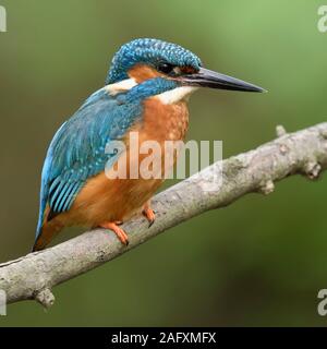 Eurasischen Kingfisher/Eisvogel (Alcedo atthis) im Frühjahr, auf einem Ast über dem Ufer eines kleinen Flusses, Tierwelt, Europa thront. Stockfoto