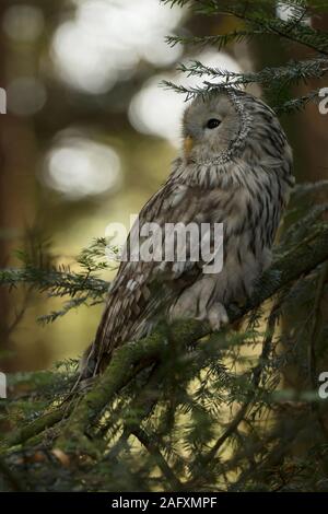Ural Owl/Habichtskauz (Strix uralensis) in einem Nadelbaum thront, gut getarnt, wacht über seine Schulter, über Tag, Europa ruht. Stockfoto