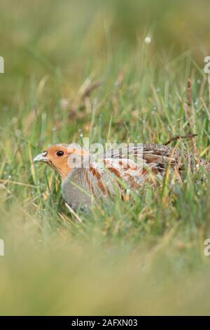 Rebhuhn (Perdix perdix), sitzend, versteckt in einer Wiese, seltene Vogelarten der offenen Felder und Ackerland, drohte durch intensive Landwirtschaft, Wildtieren, Europa. Stockfoto