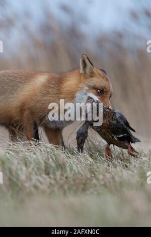 Red Fox/Rotfuchs (Vulpes vulpes) Jagen, mit Beute in der Schnauze, ergriff, eine Ente mit/in seine Kiefer, Wildlife, Europa. Stockfoto