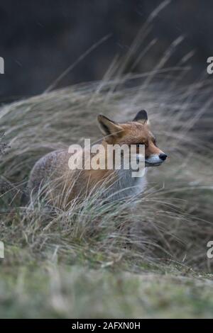 Red Fox (Vulpes vulpes) gerissen nach, Jagd im Grasland, aufmerksam beobachten, schlechtes Wetter, Regen, in der Dämmerung, am späten Abend, Wildlife, Europa. Stockfoto