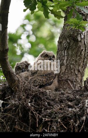 Uhu/Europaeische Uhus (Bubo bubo) nachkommen, Küken, Bezeichnung, Junge Eulen in Nest hoch oben in einem Baum, Wildlife, Europa thront. Stockfoto