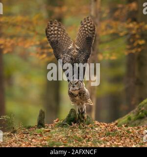 Great Horned Owl/Tiger Owl/Virginia-Uhu (Bubo virginianus), die für die Jagd Flug, gestreckten Flügeln, Herbstlich gefärbte Wälder. Stockfoto