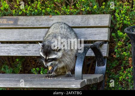 Waschbären (Procyon Lotor) Essen auf einer Bank neben einem Müll oder Unrat in der Stadt im Stanley Park, Vancouver, British Columbia, Kanada können eindringt. Stockfoto