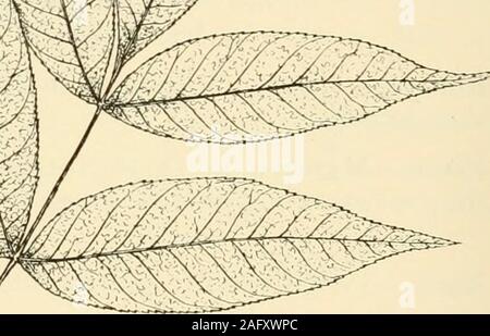 . West Virginia Bäume. Uns Saison. Obst.- reift im frühen Herbst und wird für severalmonths; Samaras 1-2 cm lang, reichlich getragen in hängenden Clus- tern. - Rinde, Zweige in der Regel behaart, auf alten Trunks grobe Awith scalydark grau-braun Grate. Holz. - schwere, harte, starke, spröde, Hellbraun, mit dicken, gelb-gestreift Splintholz. Bereich. - Vermont und Minnesota South Florida und Texas. Verteilung in West Virginia. - entlang neuer Fluss gesammelt, Fayette County; von Randolph, Upshur, Holz und Masoncounties berichtet. Lebensraum: Bevorzugt feuchte Böden des Flusses aufsitzt und Grenzen ofswamps. Notizen. - Stockfoto