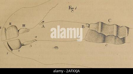 Nova Acta physikalischmedica.vero Siphonostoma huic novovermium