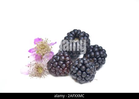 Goup frische Brombeeren mit Blumen auf weißem Hintergrund Stockfoto